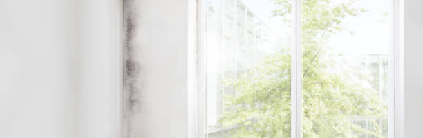 Best Basement Mold Removal  in Irvington, KY