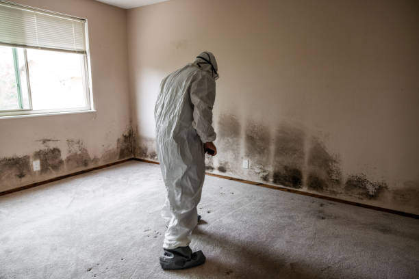 Best Mold Removal for HVAC Installations  in Irvington, KY