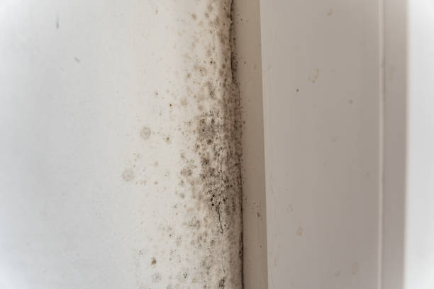 Best Airborne Mold Testing  in Irvington, KY